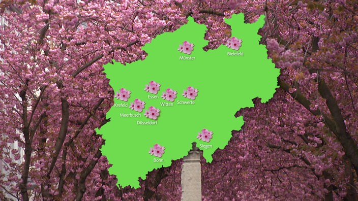 Eine grüne Karte mit Markierungen vor dem Bild von Kirschblüten
