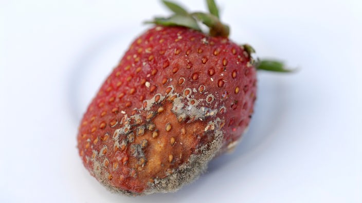 Verschimmelte Erdbeeren