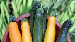 Das Bild zeigt unterschiedliche geerntete Zucchinis.