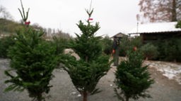 Das Bild zeigt drei Weihnachtsbäume