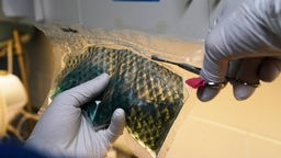 Auf dem Bild sieht man eine Fischhaut, die aus einer durchsichtigen Verpackung genommen wird