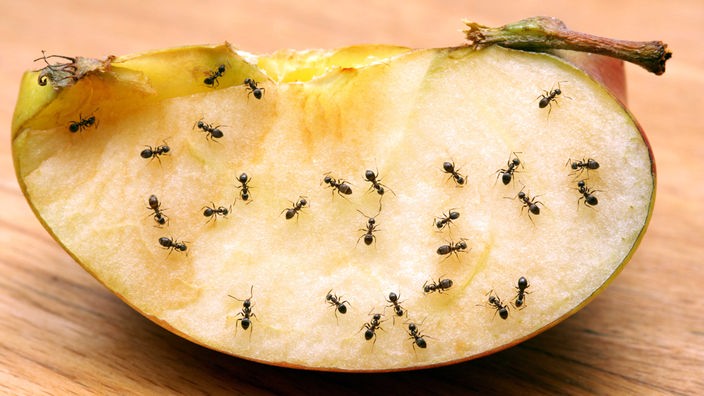 Ameisen auf einem Apfelstück