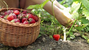 Erdbeeren auf einem Feld