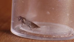 Das Bild zeigt eine Motte in einem Glas.