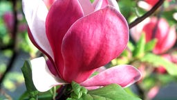Das Bild zeigt eine große rosa-farbene Mangolien-Blüte.