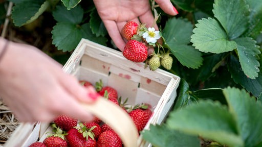 Das Bild zeigt eine Erdbeerpflanze mit einer reifen Erdbeere dran. 