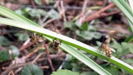 Vier Bienen sitzen auf einem Grashalm
