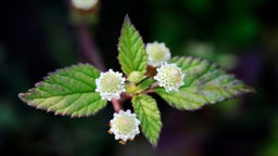 Die kleinen weißen Blüten des Aztekischen Süßkraut sind von dunkelgrünen, zackigen Blättern umgeben. 