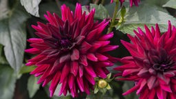 Dunkelrote Dahlien-Blüten 