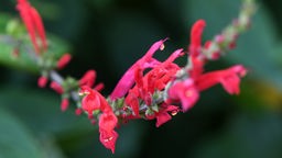 Die schmalen Blüten des Honigmelonen-Salbeis blühen in einem kräftigen Rot.