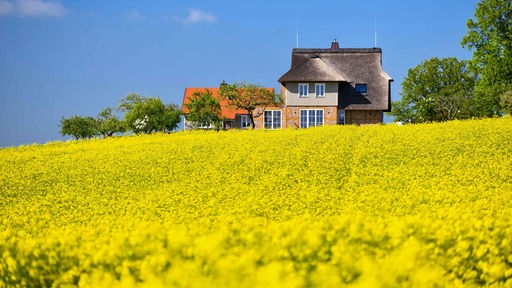 Das Bild zeigt eine idyllische Landschaft und ein Landhaus an einem Feld.