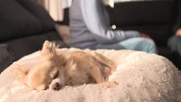 Chihuahua in seinem Korb