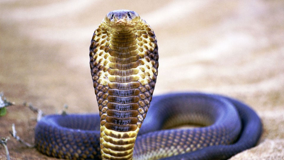 Nahaufnahme einer ägyptischen Kobra