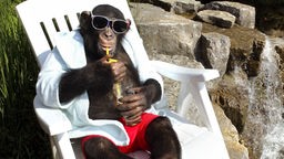 Schimpanse genießt kaltes Getränk
