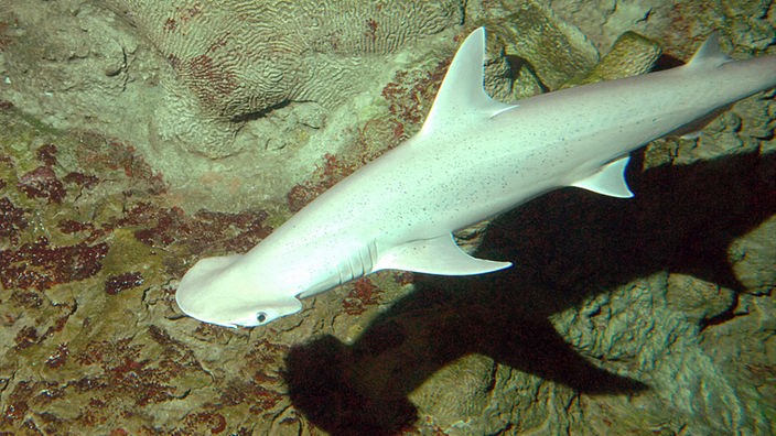 Hammerhai unter Wasser