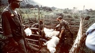 Soldaten bergen tote Rinder nach Giftgas-Katastrophe am Nios-See	