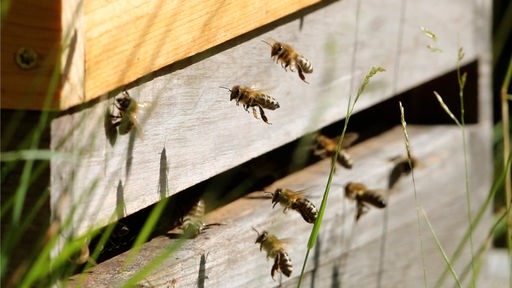 Bienen fliegen einen Bienenstock an