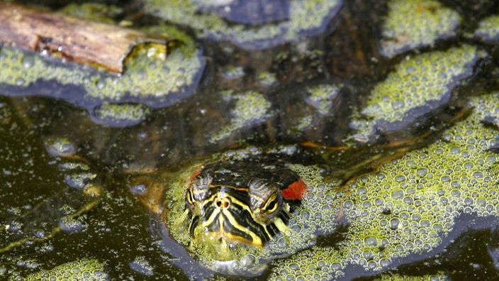 Eine Rotwangen-Schmuckschildkröte schwimmt im Zoo in Duisburg durch einen Schildkrötenteich