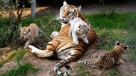Tiger im Safaripark Stukenbrock