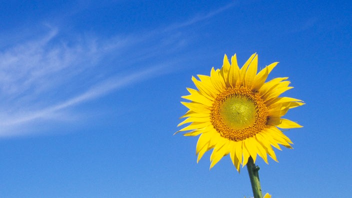 Einsame Sonnenblume vor blauem Himmel