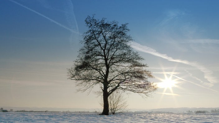 Archivbild: Allein stehender Baum auf verschneitem Feld