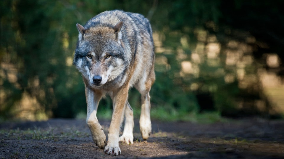 Na Schapenscheuren in Kempen: Wolven komen uit België – Rijnland – Nieuws – WDR – Rijnland – Nieuws