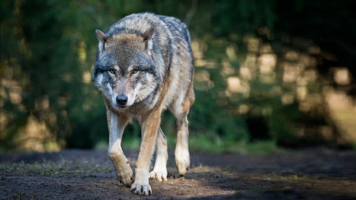 Ein Wolf (Canis lupus)