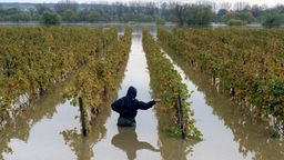 Eine Winzerin überprüft im Rheingau die Trauben an den Weinstöcken, die vom Rhein überflutet sind, 1998