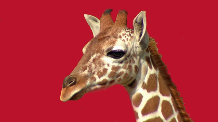 Eine Giraffe im Zoo · Mit Kreide auf die Straße malen · Bobo Siebenschläfer auf dem Spielplatz · Bilderrätsel · Elefant, Hase und der geplatzte Ball · Anke und das Radio · Der Hase weckt den Elefanten
