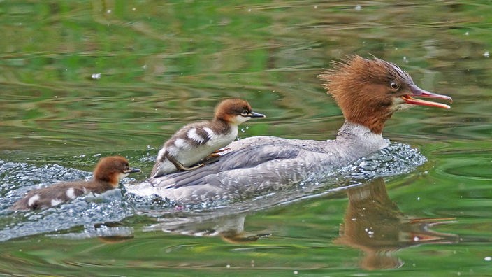 Gänsesäger-Weibchen mit zwei Küken auf dem Wasser