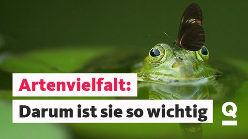 Eine bedrohte Froschart sitzt in einem grünen Tümpel. Nur die Augen ragen aus dem Wasser. Auf dem Frosch sitzt ein Falter.