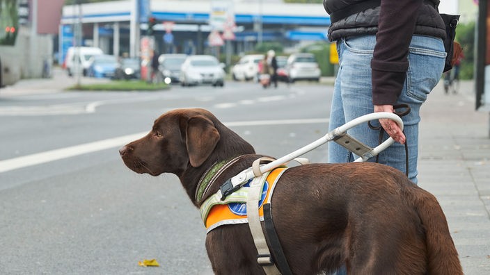 Archiv: 26.10.2016. Ausbildung eines Blindenhundes, Blindenhund mit Ausbilderin am Straßenrand
