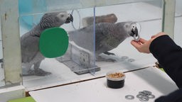 Ein Papagei nimmt Futter an, der andere wartet gespannt