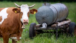 Kuh auf Weide mit Wassertank