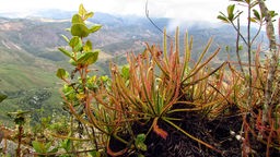 Sonnentaupflanzen der Art "Drosera magnifica" auf einem Berg in Brasilien wurden per Facebook-Foto entdeckt
