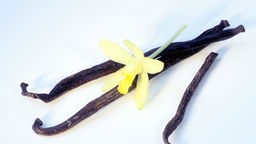  2005: Vanilleschoten (Vanilla planifolia) und Bluete