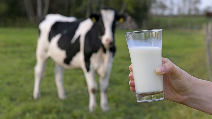 Schwarzbunte Kuh, im Vordergrund Milchglas
